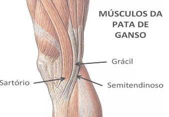 musculos-da-pata-de-ganso
